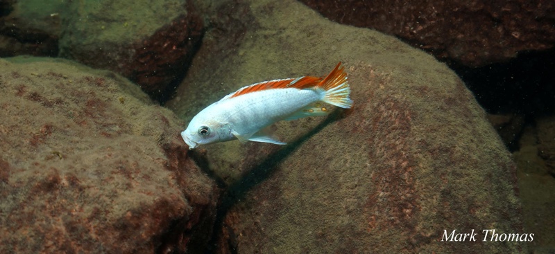 Maylandia greshakei 'Makokola Reef'